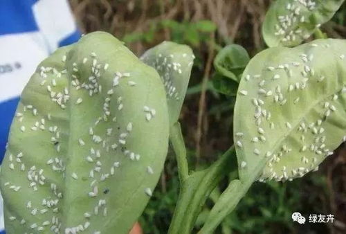 防范为主，治疗为辅