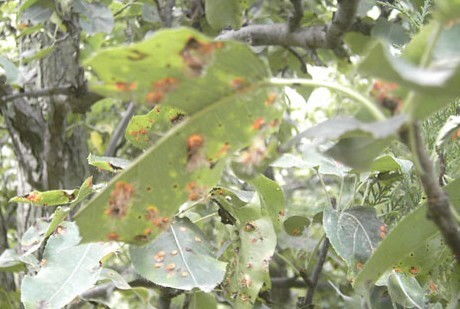 梨园的噩梦：梨锈病的威胁