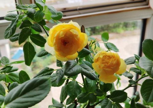 月季老桩的注意事项