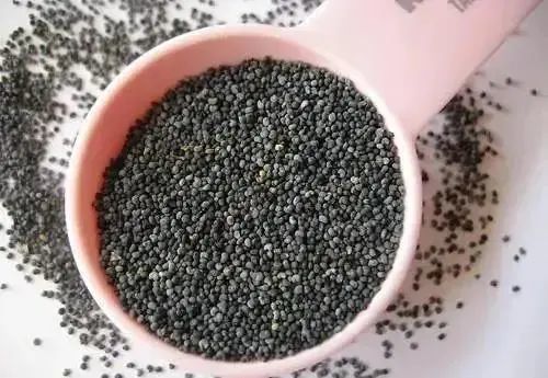 赤霉素处理， 发芽率大提升