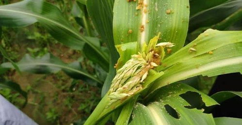 生长中后期多发