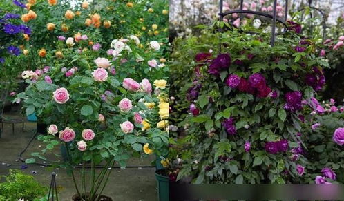 罗衣月季：粉色花朵的温柔