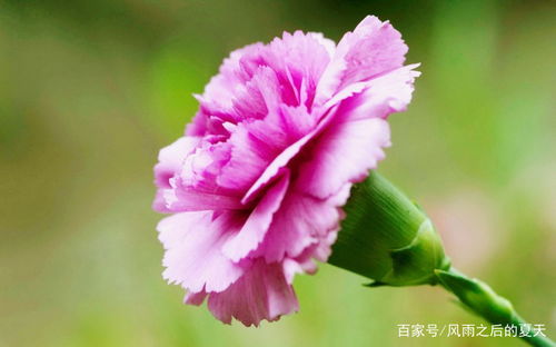 康乃馨种子图片，哪里能找到高清图
