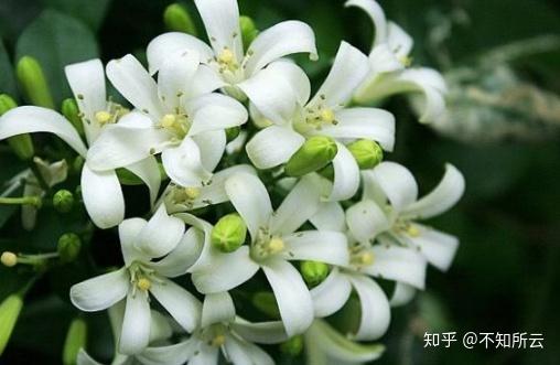 卧室放驱蚊植物？这几种天然又有效