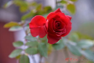 寒冬玫瑰海棠存活率大揭秘：5℃控温法真的神奇吗？