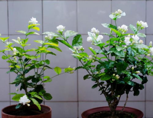 茉莉花在十月份修剪合适吗？如何进行整形修剪以促进开花