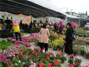 花卉市场批发区介绍