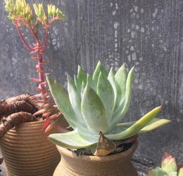 多肉植物的营养土搭配