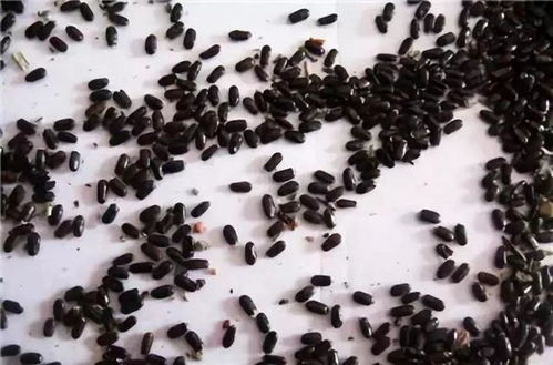 薰衣草种子怎么种？土壤和光照条件有讲究吗