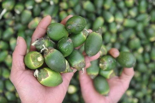 生石花种植指南：揭秘其毒性与益处！