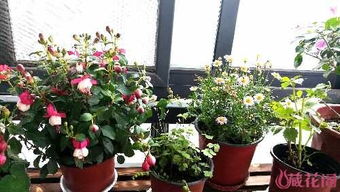 北方冬季花卉补光，灯具选哪个蕞靠谱？