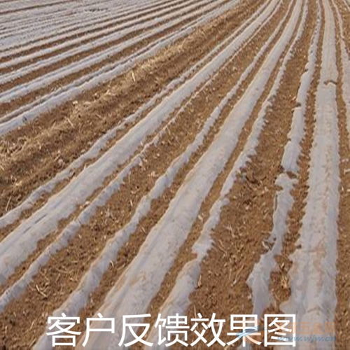 地膜覆盖种植的花生