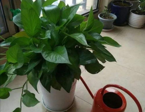 花卉的生长需求