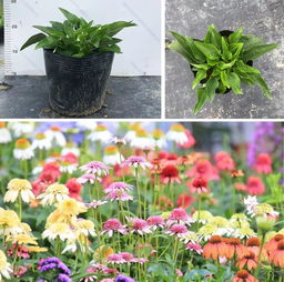 庭院花卉， 美丽与实用的结合