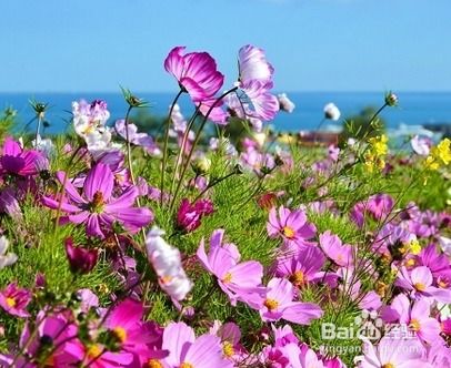 格桑花春季种植方法及最佳种植时间是什么