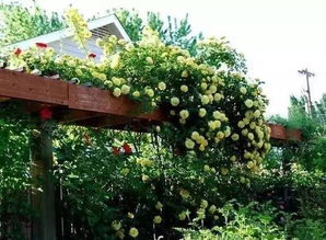 行道树与密林的舞蹈