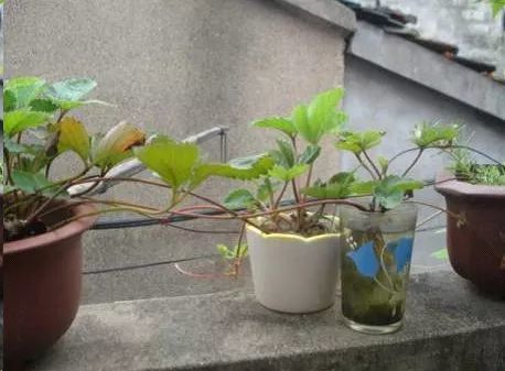 盆栽前期树桩如何选地？种植技巧有哪些