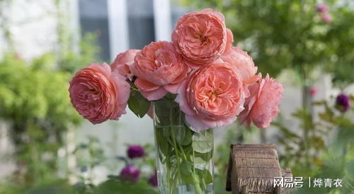 莫奈月季：夏日的美丽宠儿