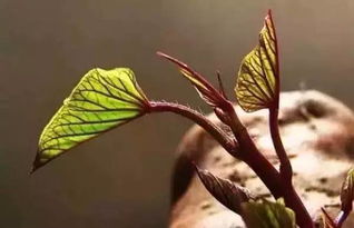 多菌灵泡地瓜芽的好处