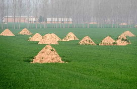 河南周口的麦茬地里种什么嫩三个月回本