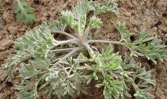 白蒿，农村常见草本植物
