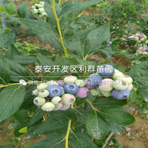 蓝莓树苗栽种，需了解土壤、光照、水分等基本条件