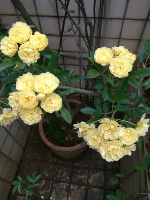 木香花的三大好处
