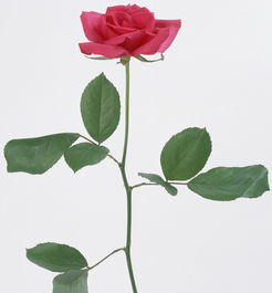 木槿花的基本介绍