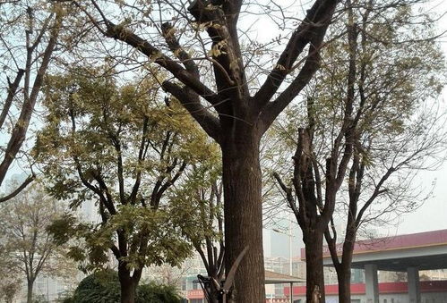 速生槐树的模样和槐树虫的模样