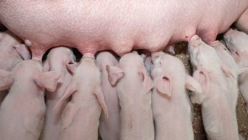 妊娠母猪这9种药绝对不Neng用，养猪人该避免哪些药物？