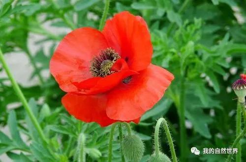 虞美人与罂粟花：如何区分这对“凶险CP”