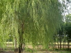 支撑与保护苗木