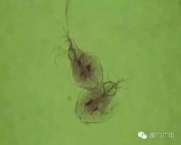 连根拔起，从根本上治疗