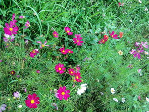 政策补贴？那可得多说说硫华菊