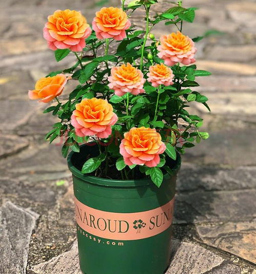 新手种植月季的温馨小贴士