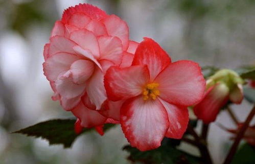 草本海棠的花朵特点