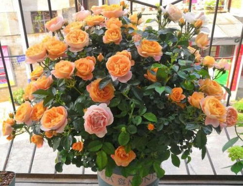 黄色系：温暖如阳光， 明媚动人