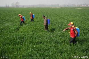 麦田除草， 有别的办法