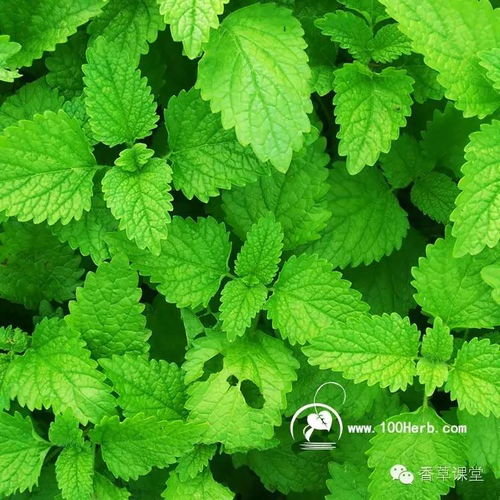 现代生活中的香草， 无处不在的惊喜