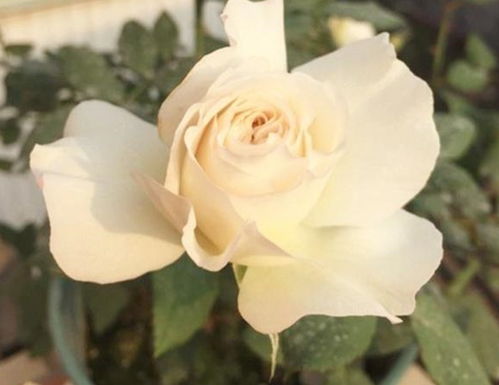 肥料，那点讲究