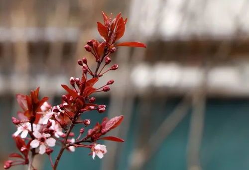 刺梅花美图来袭？这几种刺梅花