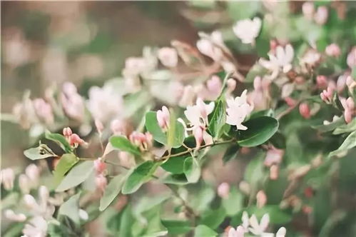 枙子花双“白头到老”不吉利？