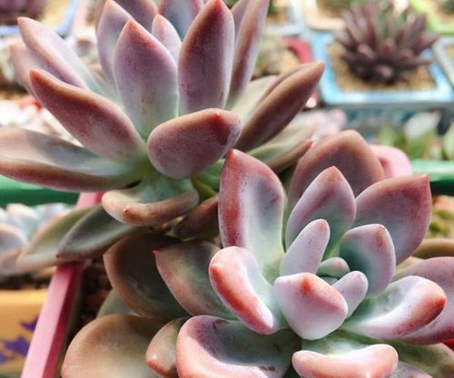 春秋多肉浇水方法及时间是什么？春秋季节多肉植物如何合理浇水