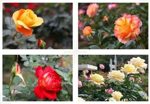 国庆佳节， 月季花开正当时