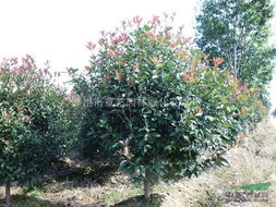 1米冠幅红叶石楠球，80cm冠幅价格是多少？