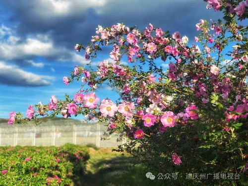 勇敢植物，为何独树一帜