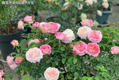 三：使用发酵过的鱼肠