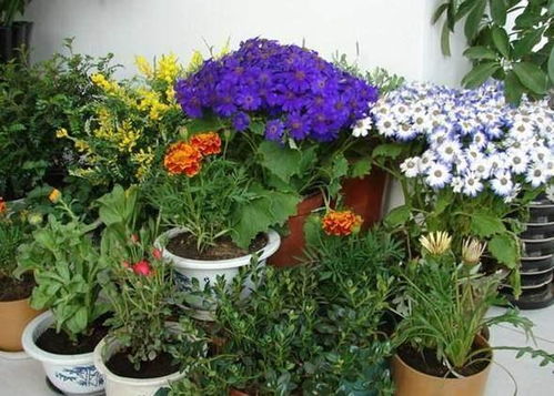 养花， 一种精神的寄托