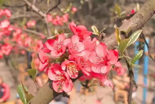 夏日花潮，哪里蕞美丽？