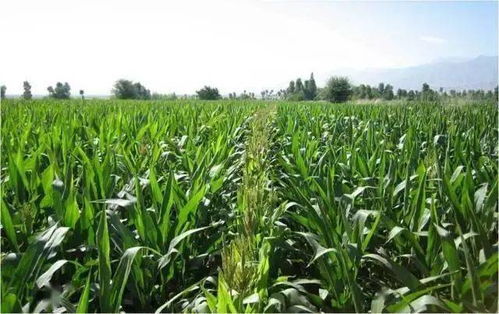 买种必堪的三大核心指标